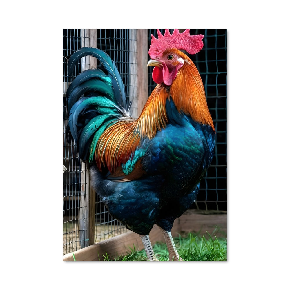 Poster Le Coq Audacieux