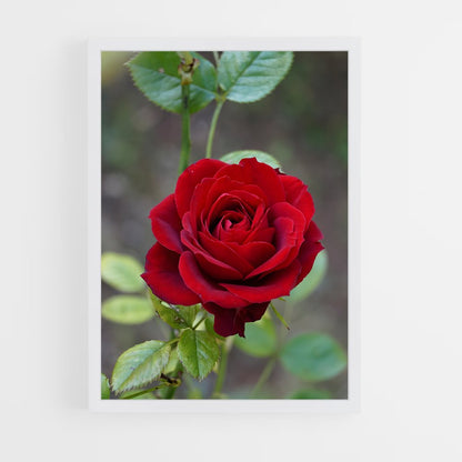 ap-rose-21 cadre Blanc
