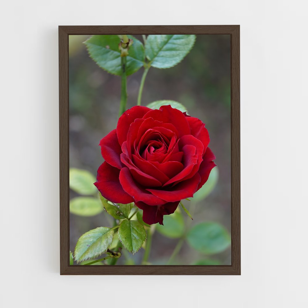 ap-rose-21 cadre Bois foncé