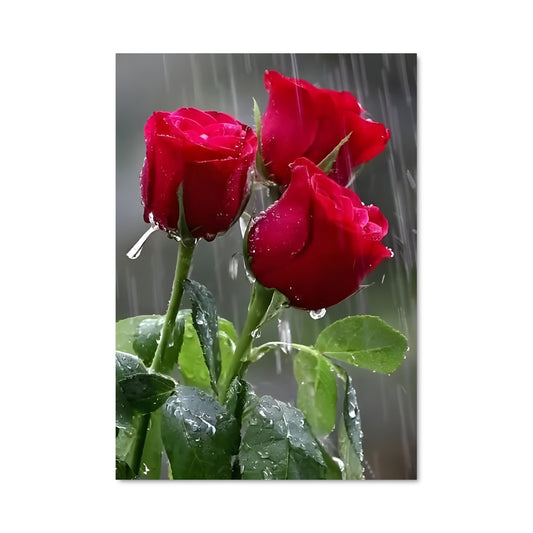 Poster Roses sous la Pluie