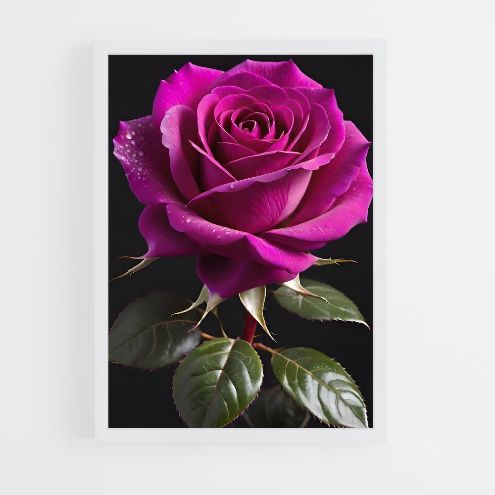 ap-rose-33 cadre Blanc