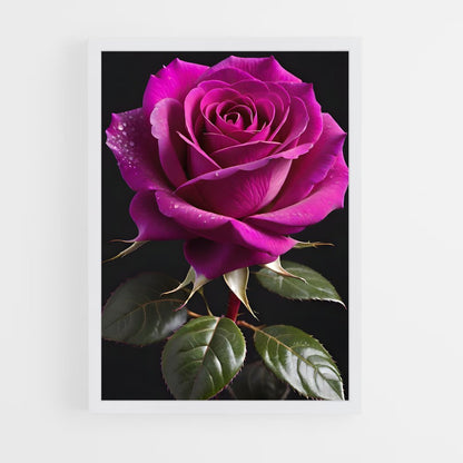 ap-rose-33 cadre Blanc