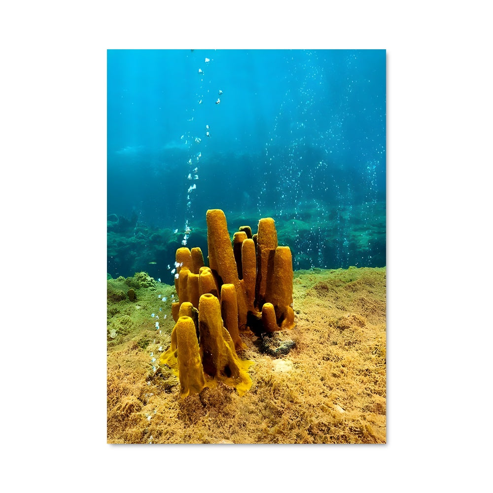 Poster Éclosion Corallienne