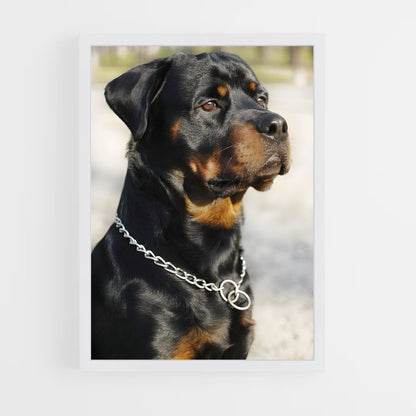 ap-rottweiler-1 cadre Blanc