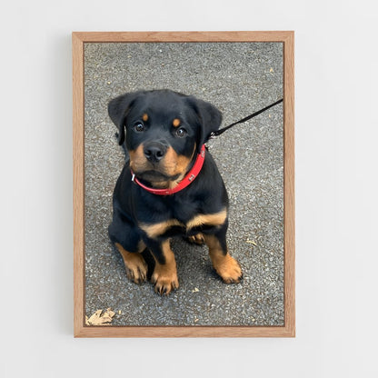 ap-rottweiler-4 cadre Bois clair