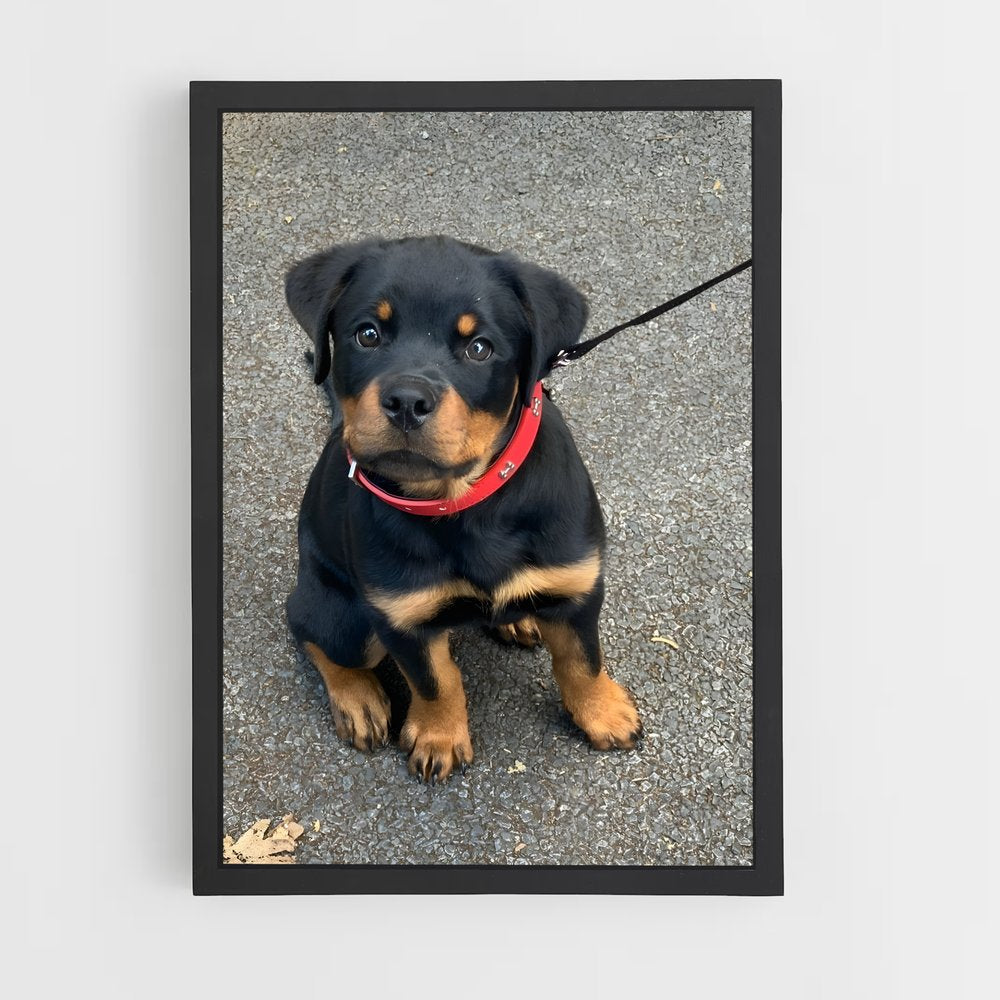 ap-rottweiler-4 cadre Noir