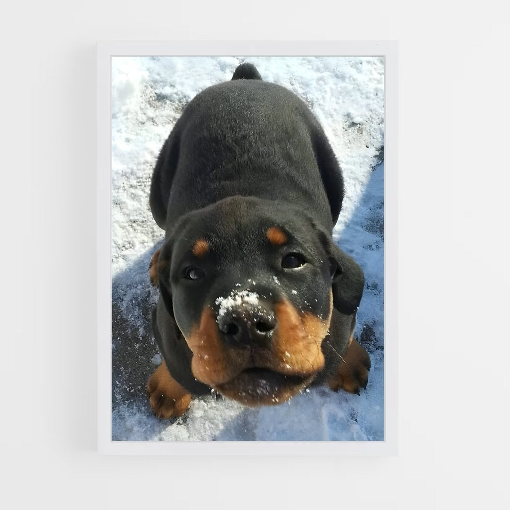 ap-rottweiler-5 cadre Blanc