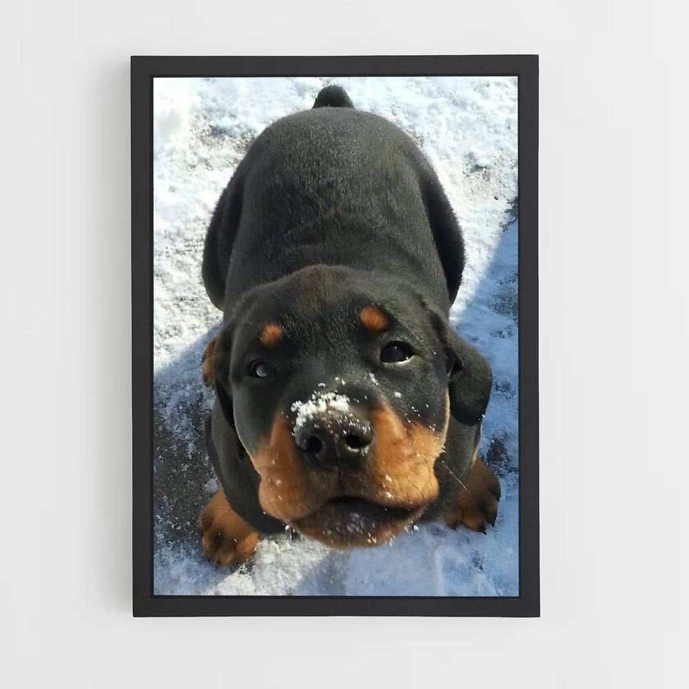 ap-rottweiler-5 cadre Noir