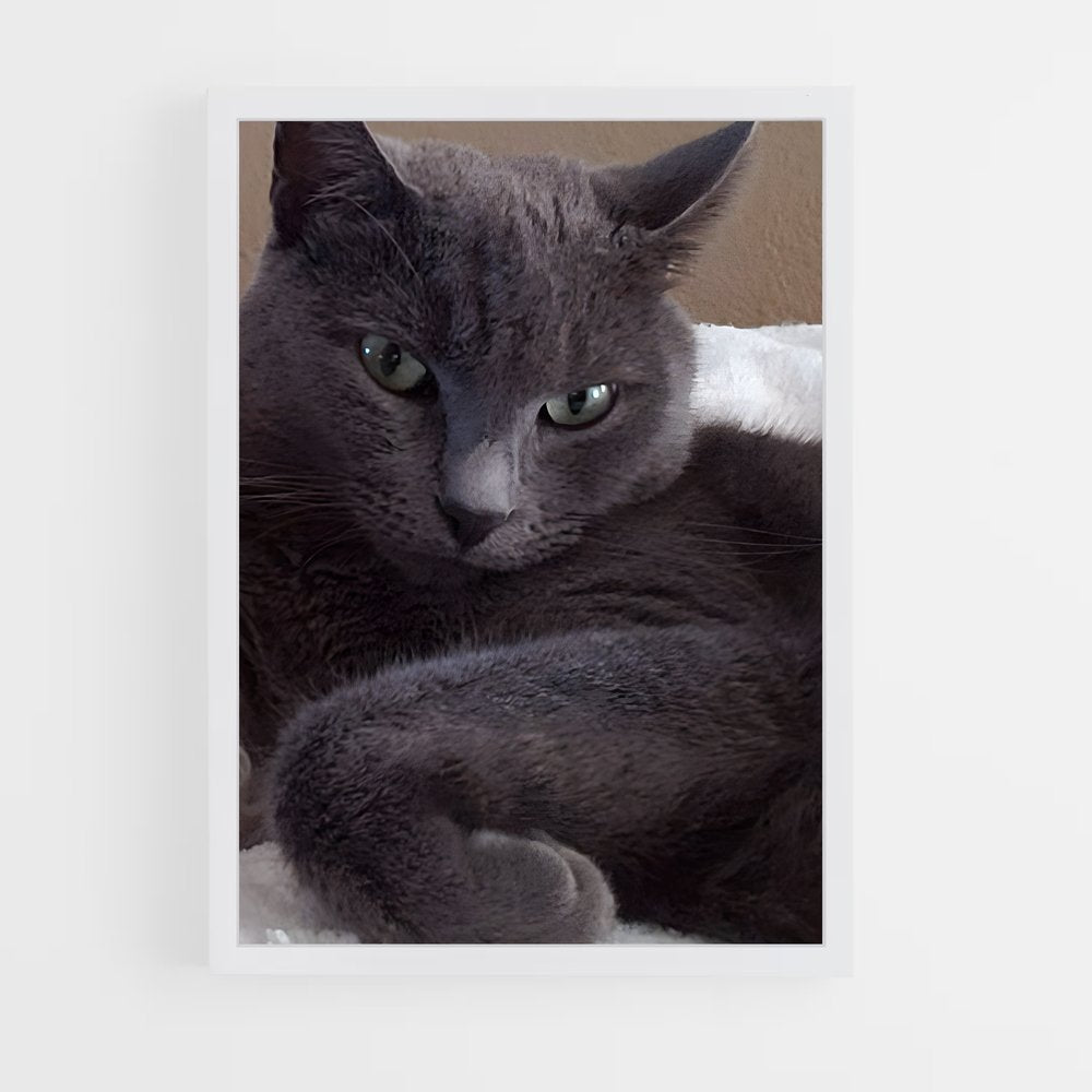 ap-russian blue-3 cadre Blanc