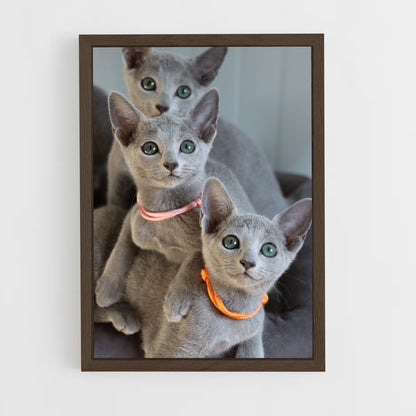 ap-russian blue-4 cadre Bois foncé