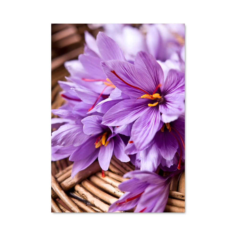 Poster Fleurs de Saffron