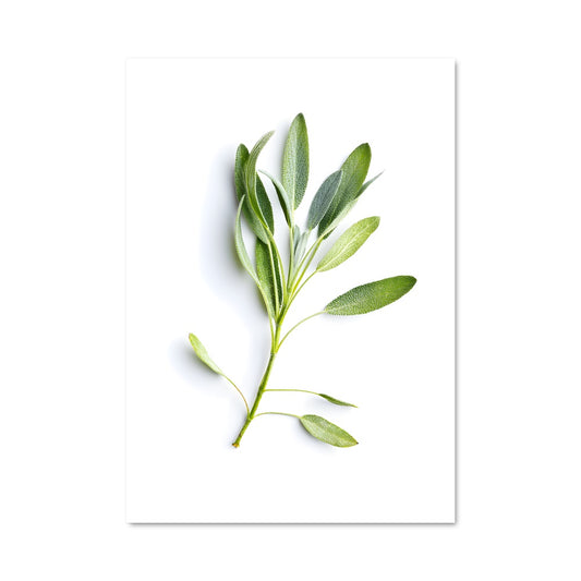 Poster Essence de Sauge