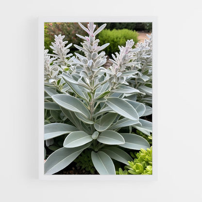 ap-sage-11 cadre Blanc