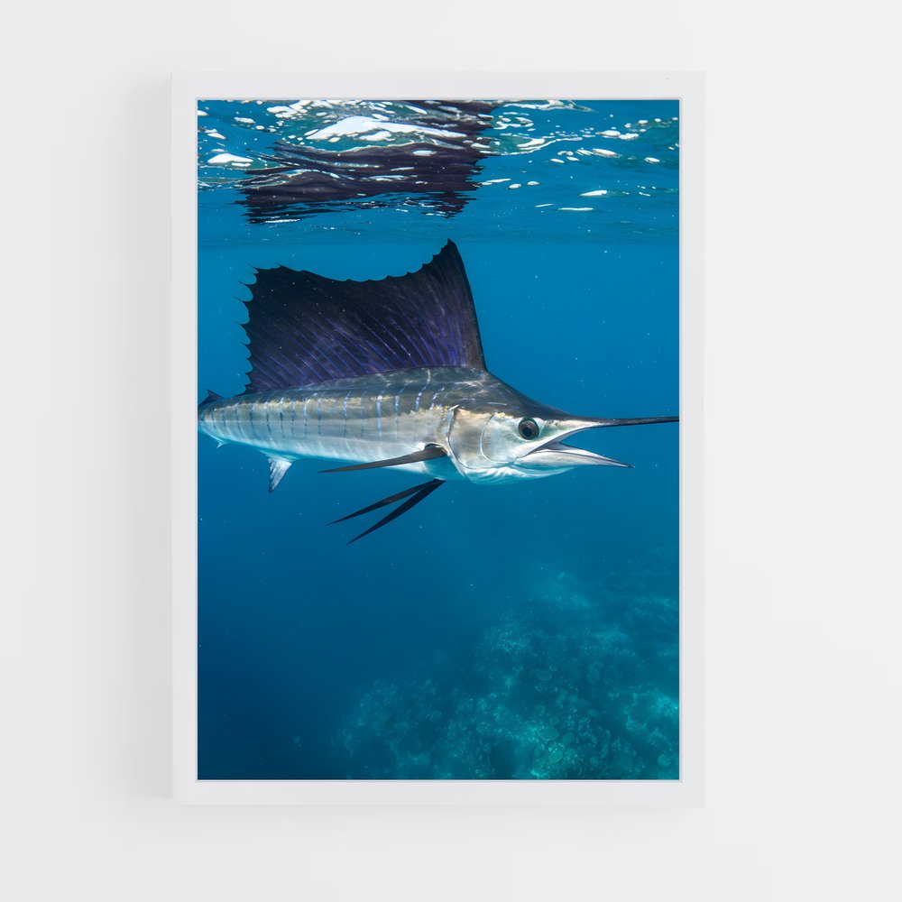 ap-sailfish-3 cadre Blanc