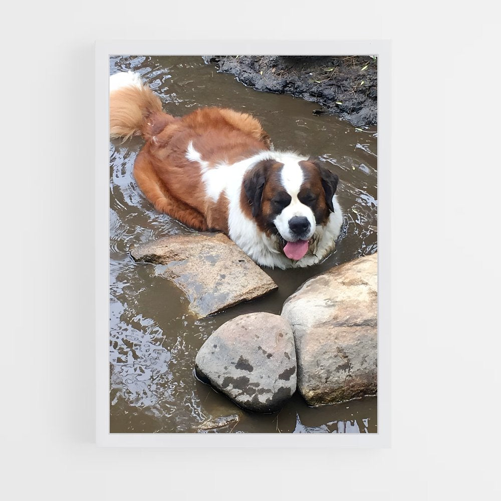 ap-saint bernard-2 cadre Blanc