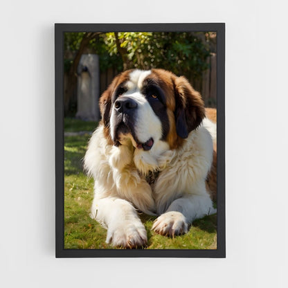 ap-saint bernard-3 cadre Noir