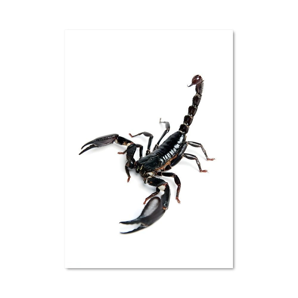 Poster Scorpion 85092