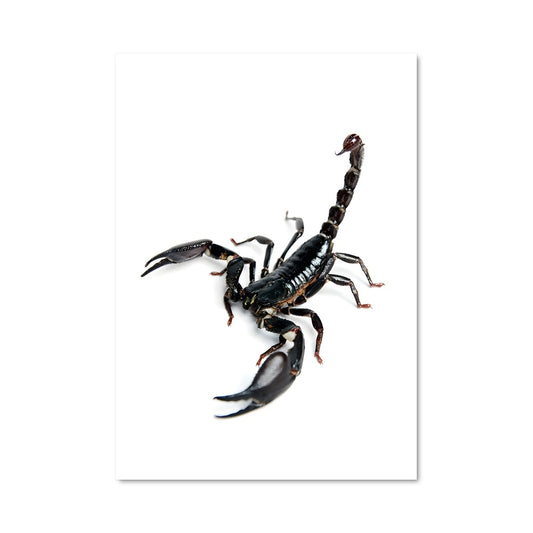 Poster Scorpion 85092