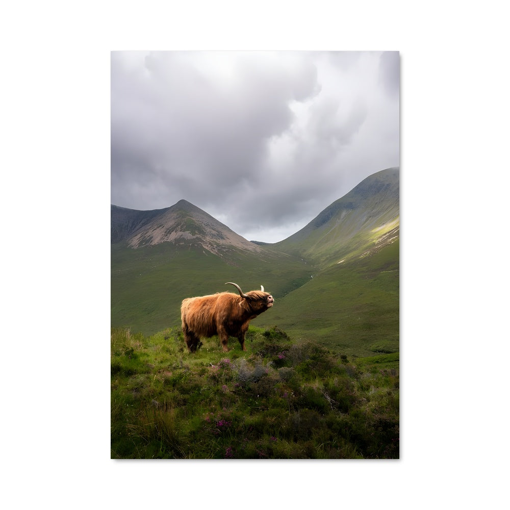Poster Vache des Highlands