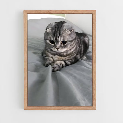ap-scottish fold-2 cadre Bois clair