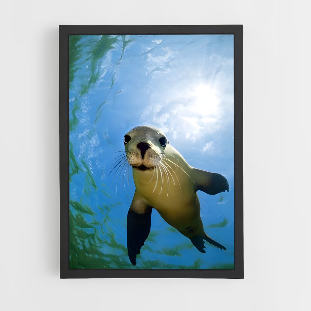 ap-sea lion-1 cadre Noir