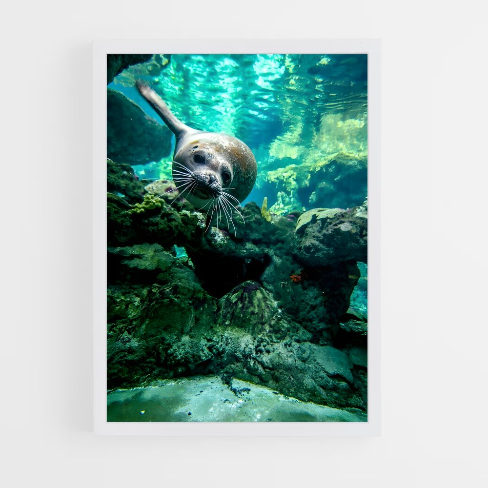 ap-sea lion-4 cadre Blanc