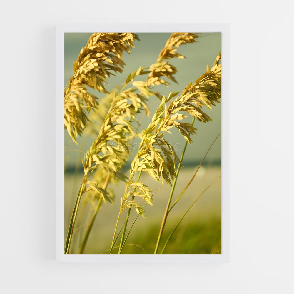 ap-sea oats-1 cadre Blanc