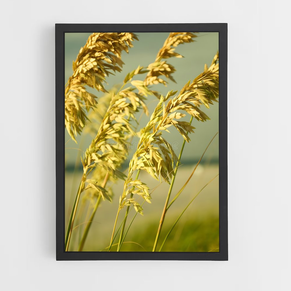 ap-sea oats-1 cadre Noir