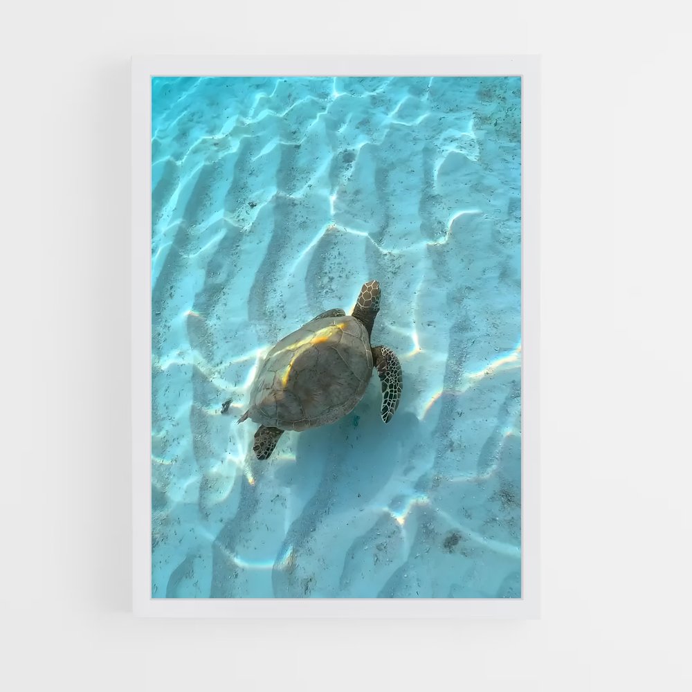 ap-sea turtle-11 cadre Blanc