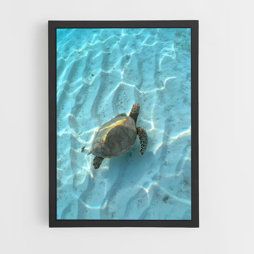 ap-sea turtle-11 cadre Noir