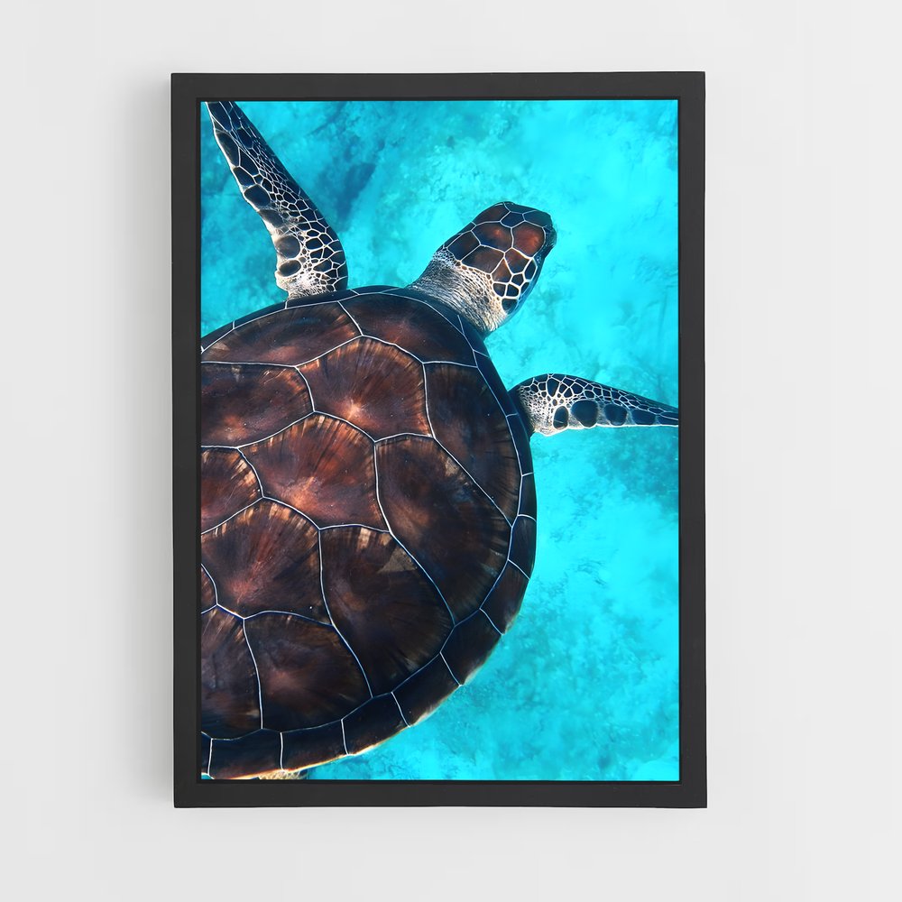 ap-sea turtle-12 cadre Noir