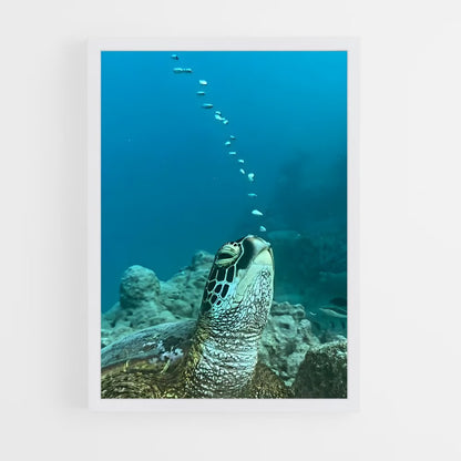 ap-sea turtle-14 cadre Blanc
