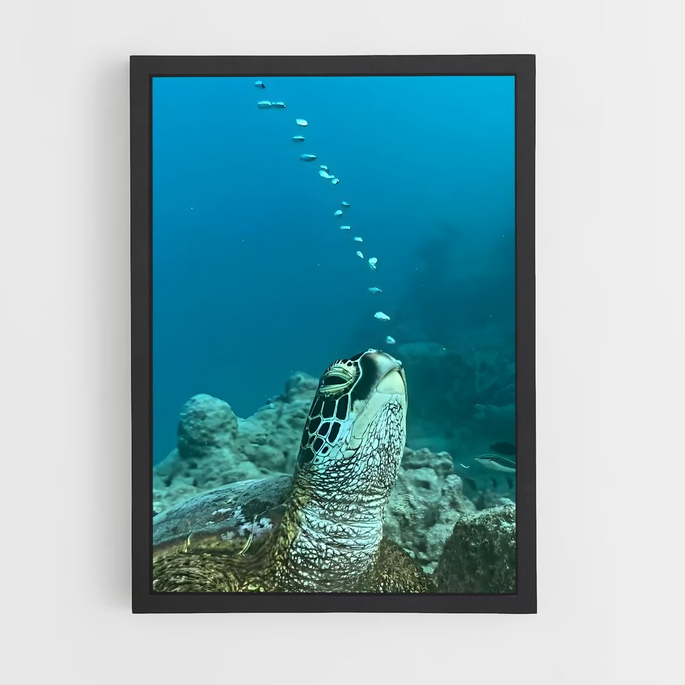 ap-sea turtle-14 cadre Noir