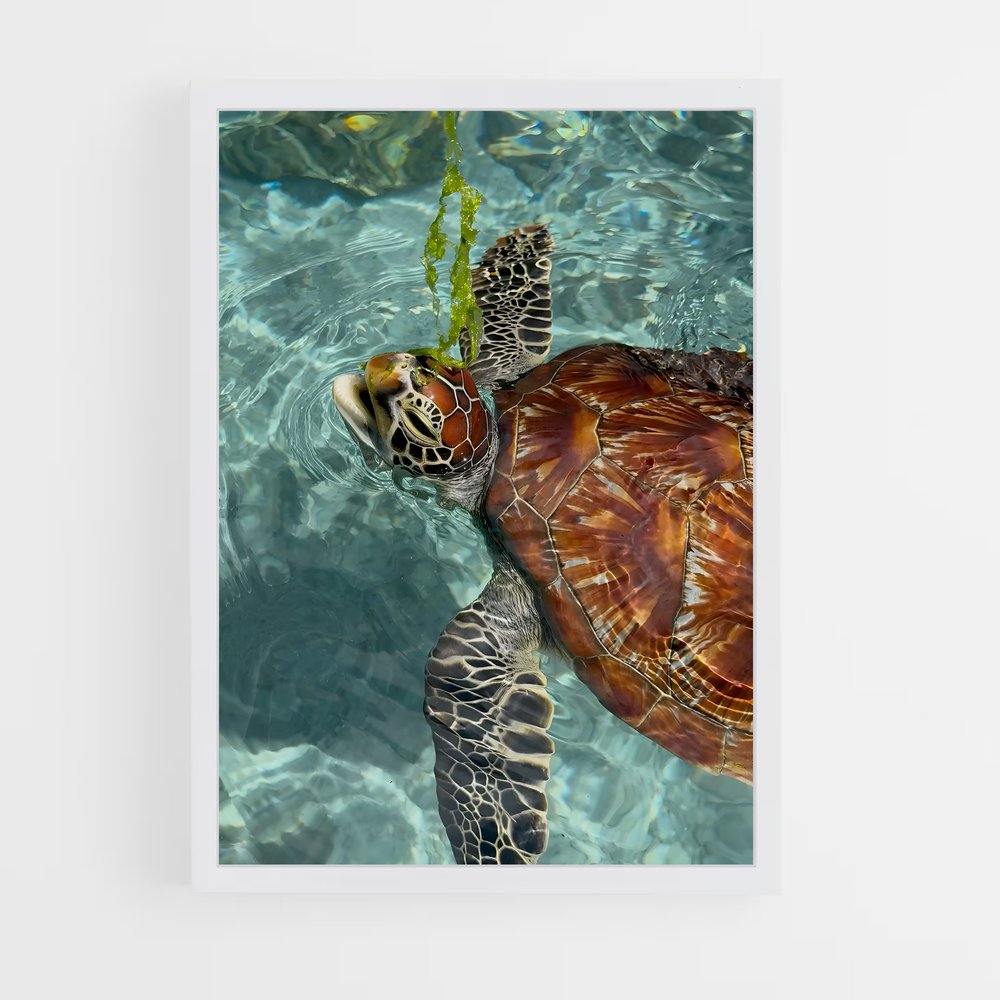 ap-sea turtle-2 cadre Blanc