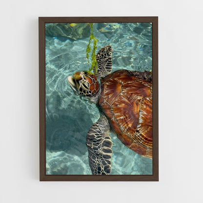 ap-sea turtle-2 cadre Bois foncé
