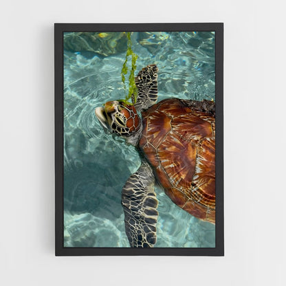 ap-sea turtle-2 cadre Noir