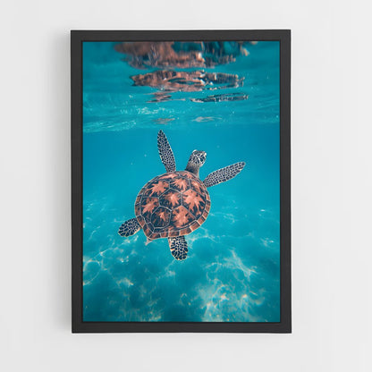 ap-sea turtle-3 cadre Noir
