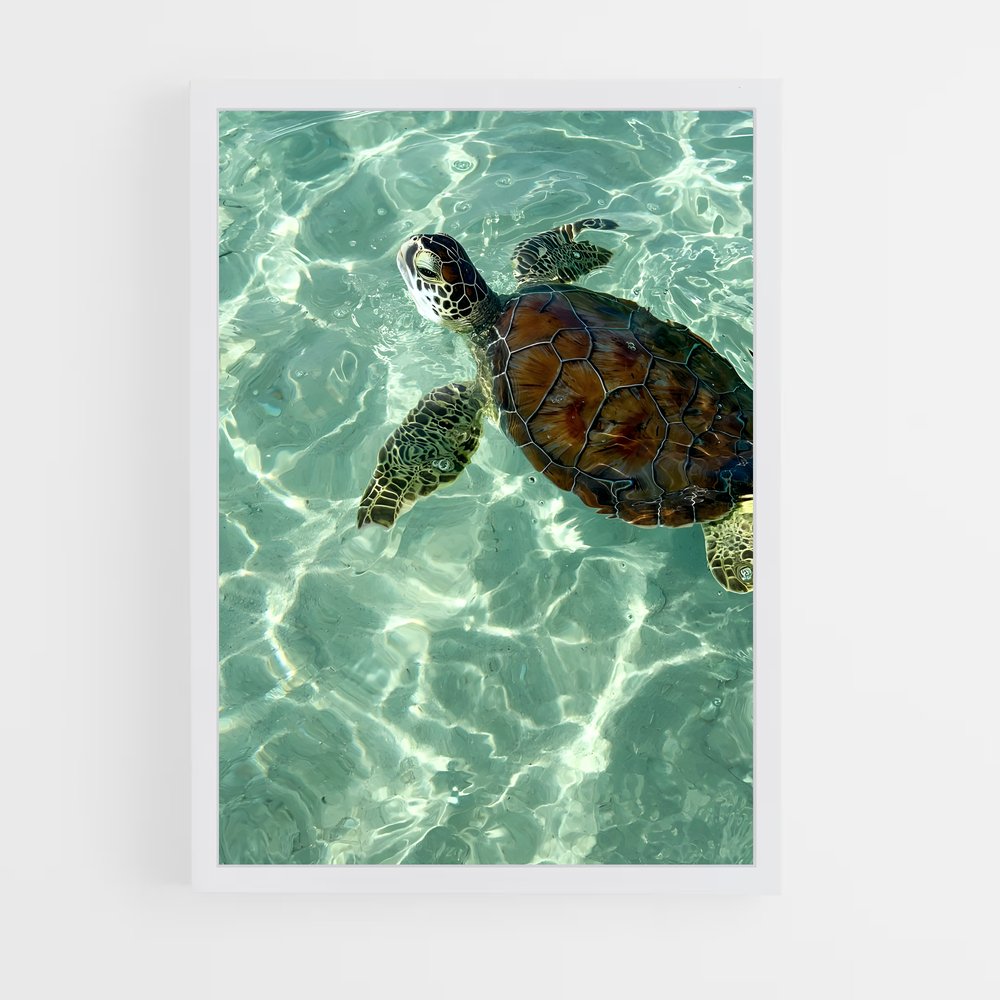 ap-sea turtle-4 cadre Blanc