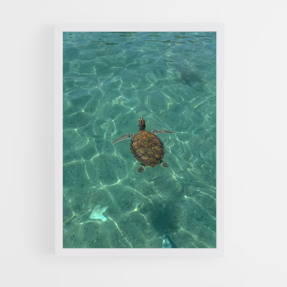 ap-sea turtle-6 cadre Blanc
