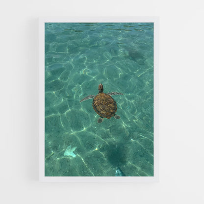 ap-sea turtle-6 cadre Blanc