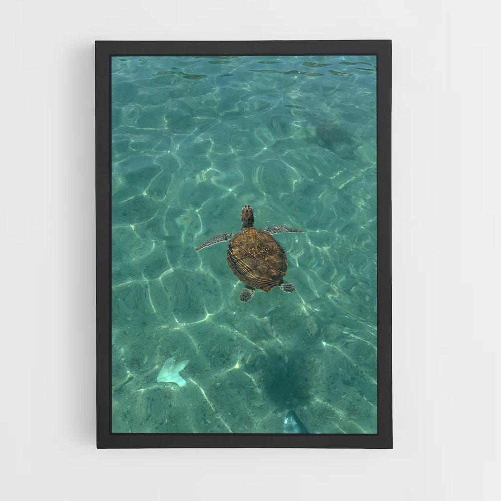 ap-sea turtle-6 cadre Noir