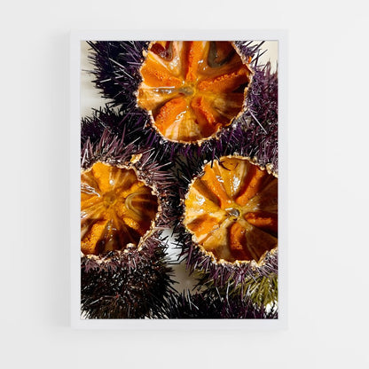 ap-sea urchin-1 cadre Blanc