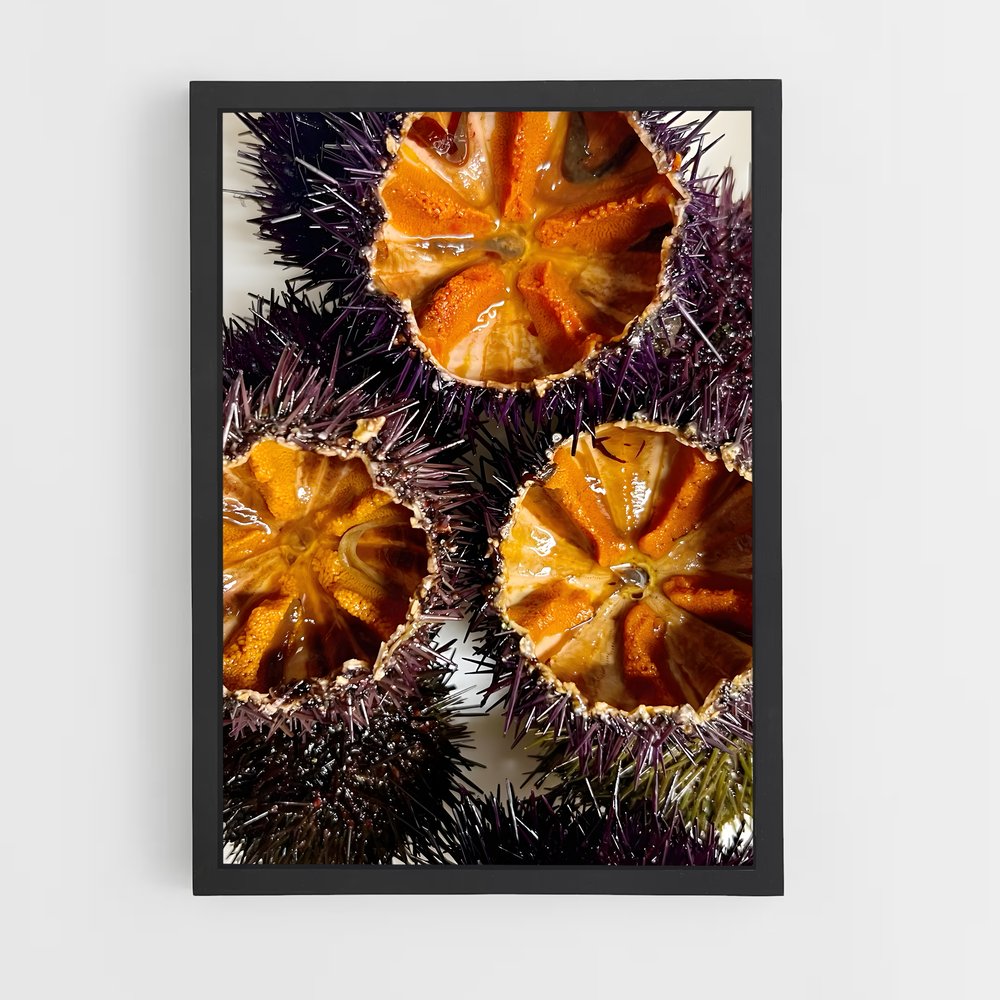 ap-sea urchin-1 cadre Noir