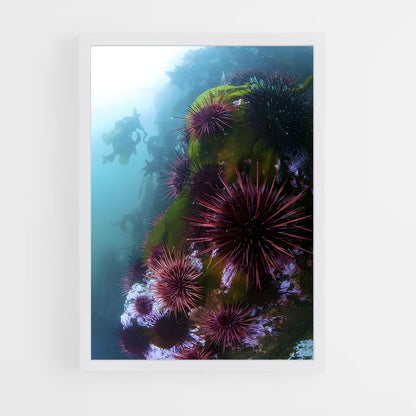 ap-sea urchin-2 cadre Blanc