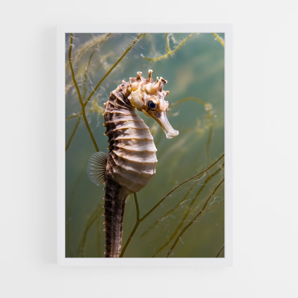 ap-seahorse-6 cadre Blanc
