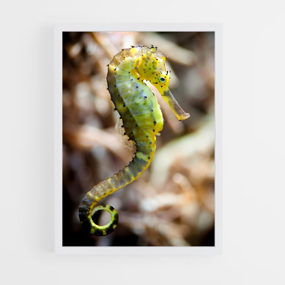 ap-seahorse-7 cadre Blanc
