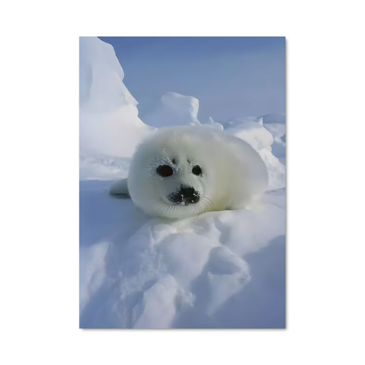 Poster L'Oursin des Neiges