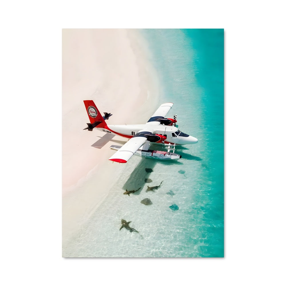 Poster Surf and Sharks