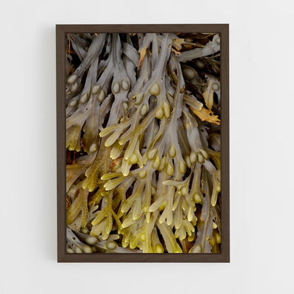 ap-seaweed-3 cadre Bois foncé