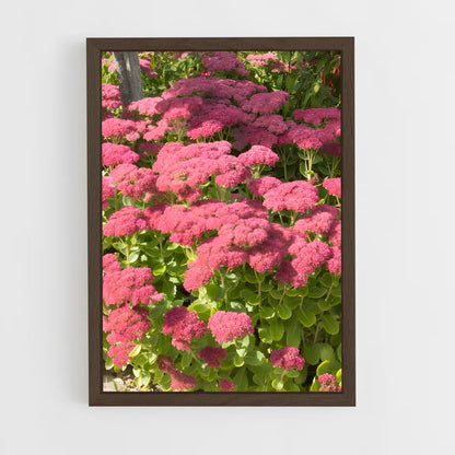 ap-sedum-3 cadre Bois foncé